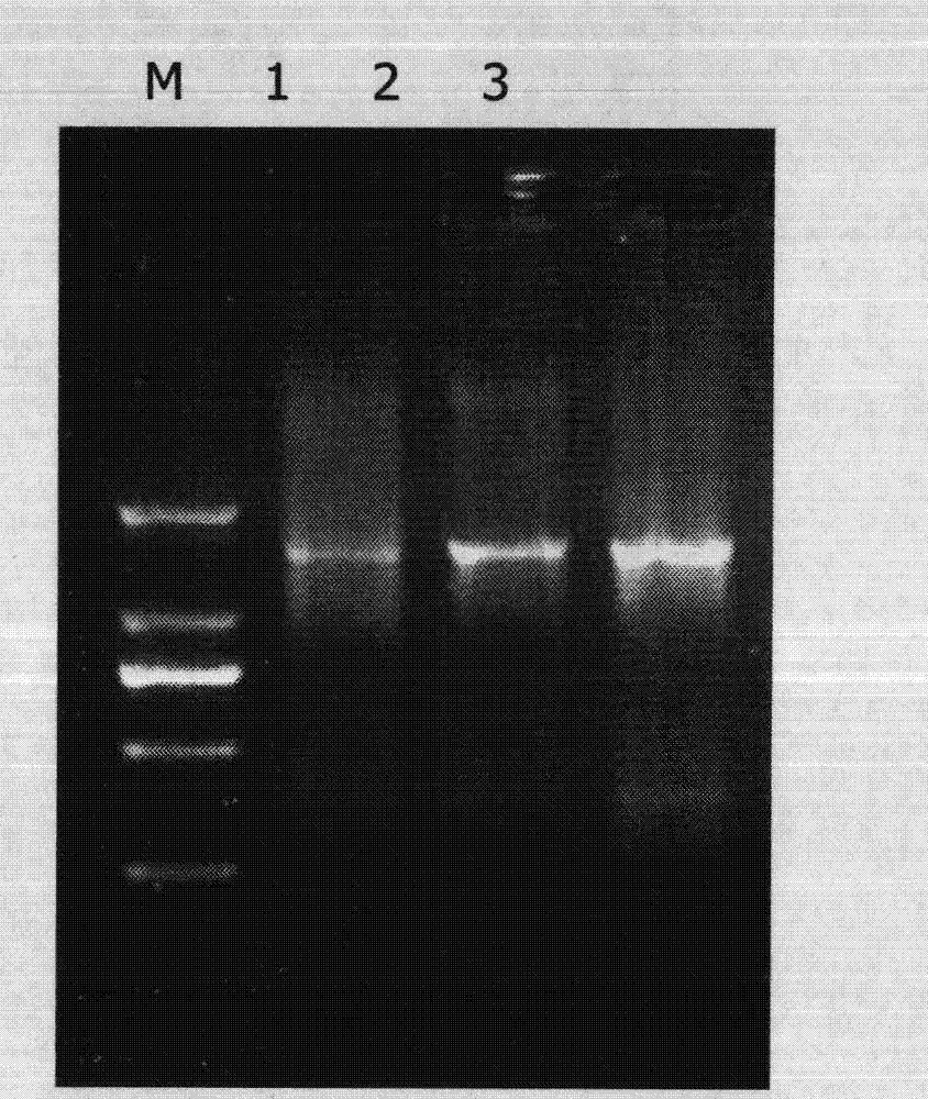 Stenotrophomonas acidaminiphila and application in control of apple tree canker thereof