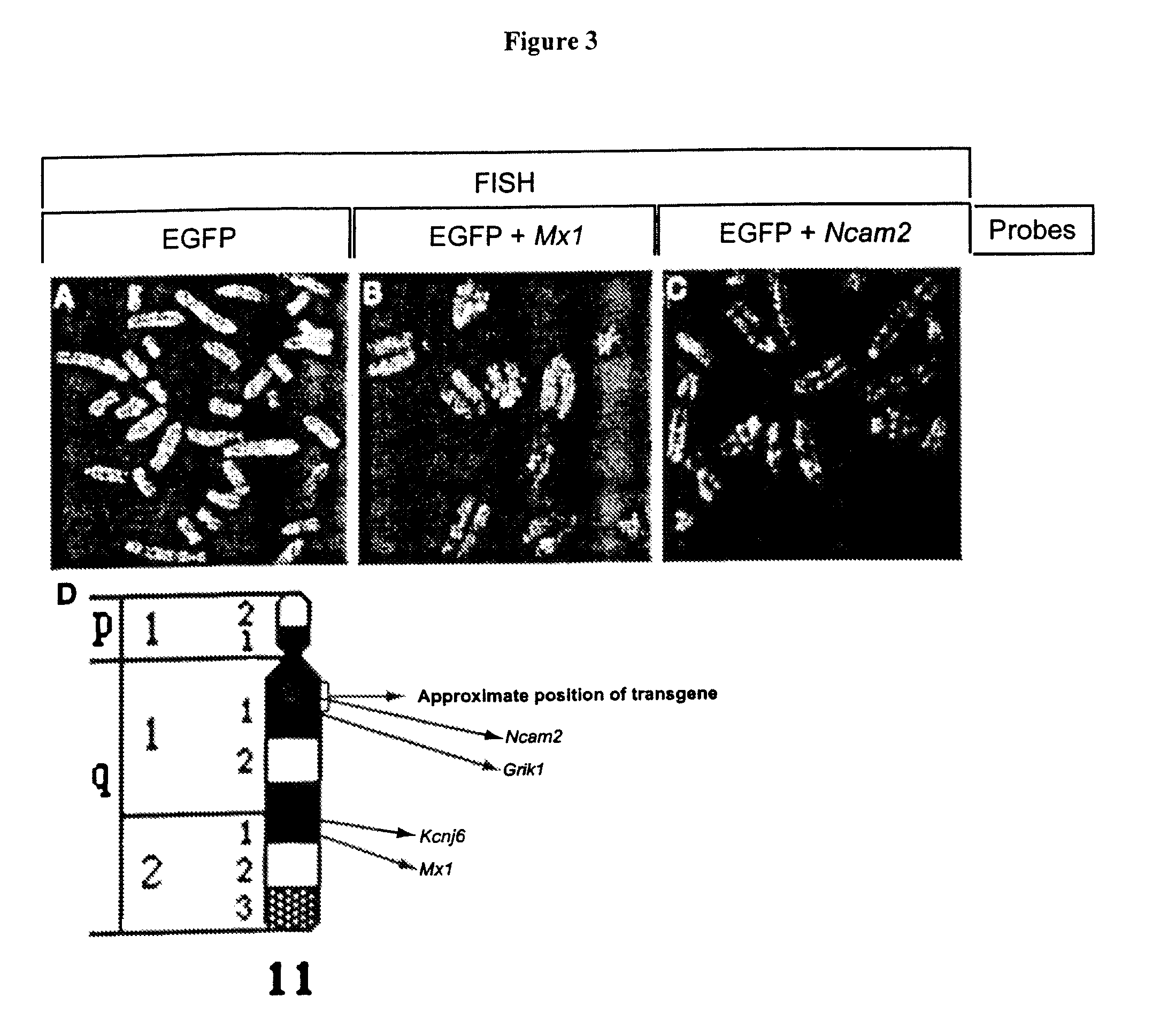 Transgenic rats and spermatogonial stem cells