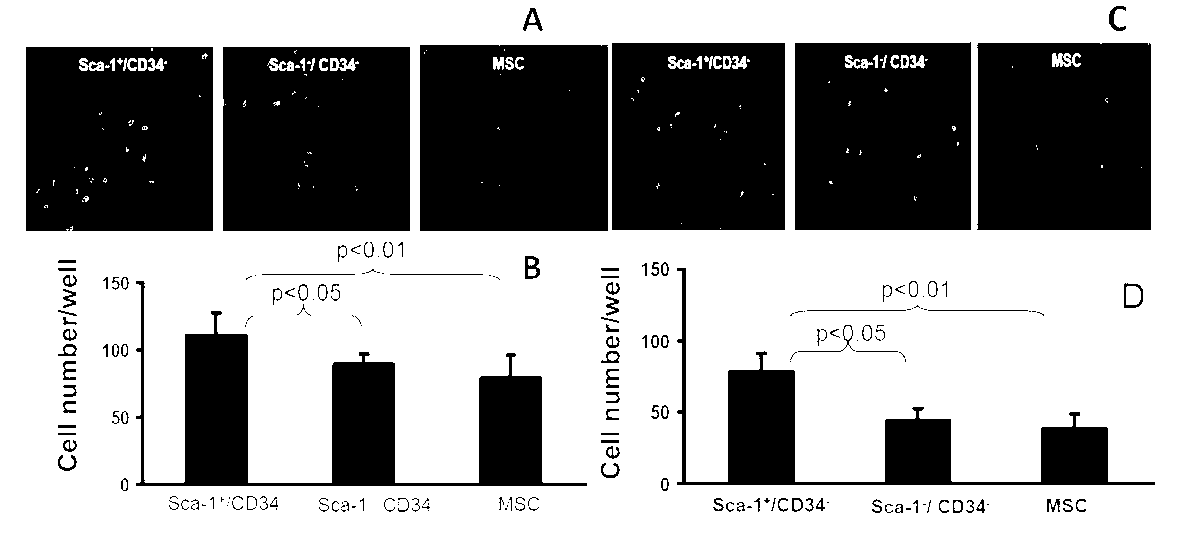 Sca-1+/CD34- uterine stem cells and separation method thereof