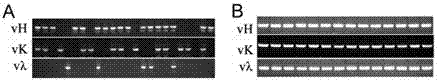 A kind of bispecific recombinant anti-hbsag antibody, its preparation method and use