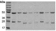 A kind of bispecific recombinant anti-hbsag antibody, its preparation method and use