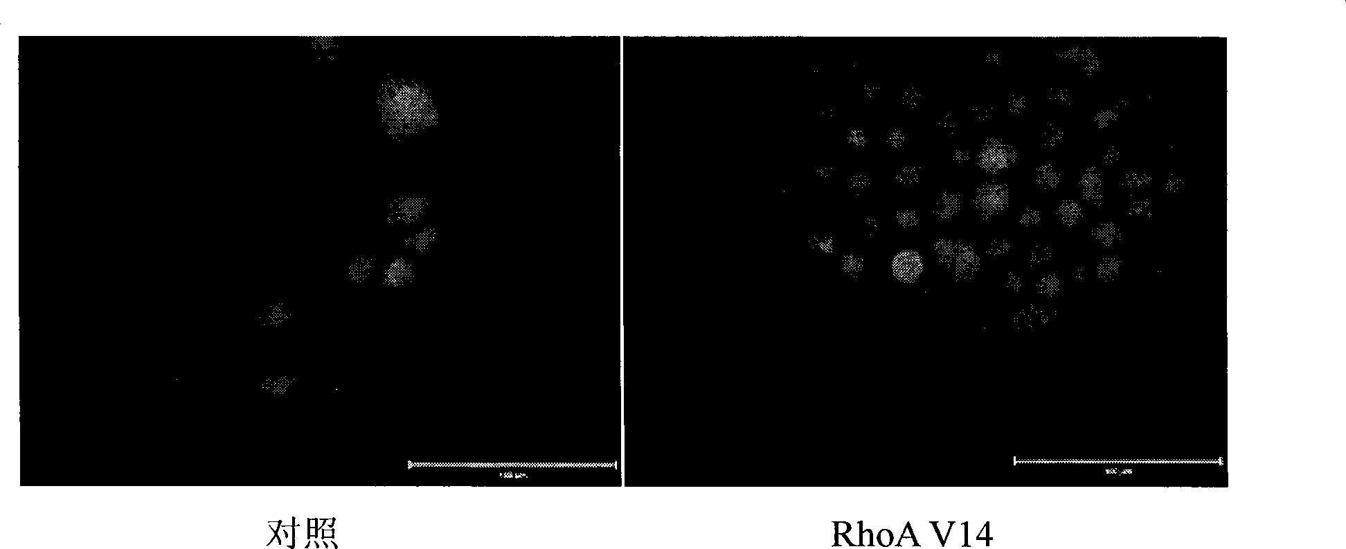 Method for inducing hepatic oval cells differentiation to bile duct cells and its special culture medium