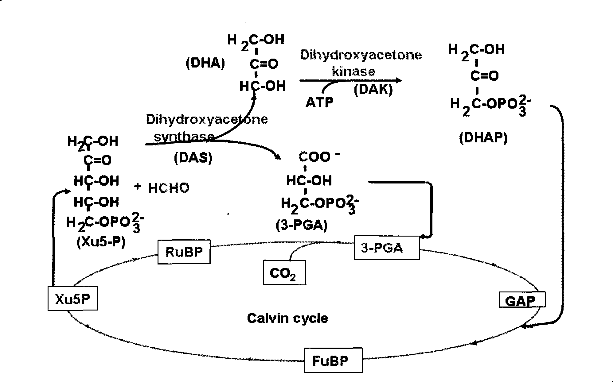 Method for improving plant absorption and tolerance methanal, plant expression vector and application