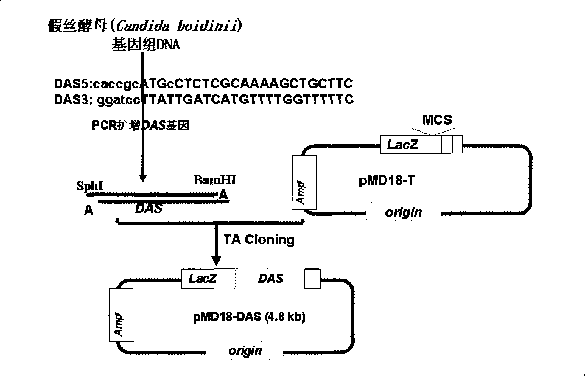 Method for improving plant absorption and tolerance methanal, plant expression vector and application