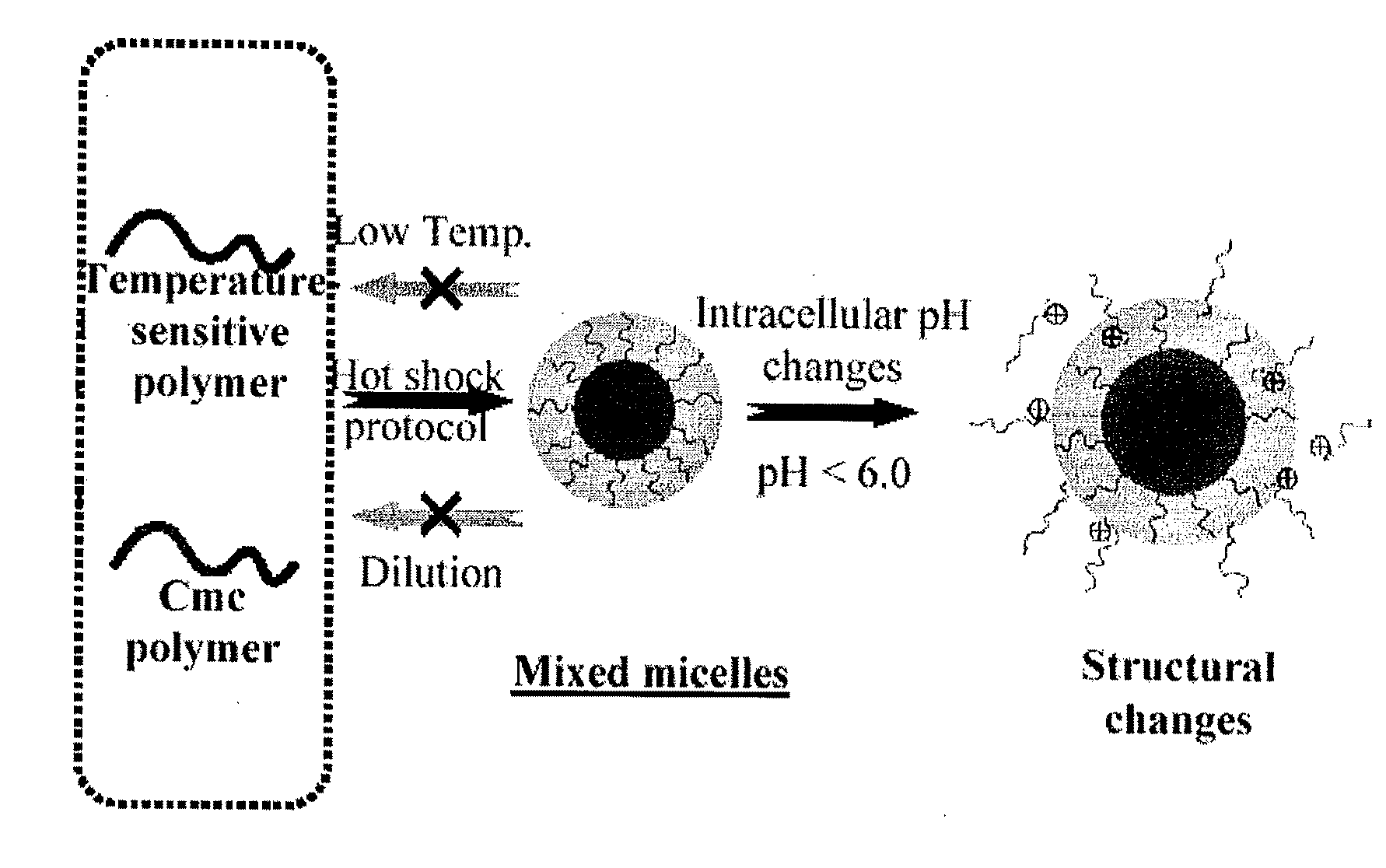 Stable micelles formed with diblock copolymers of critical micelle concentration copolymer and temperature-sensitive copolymer