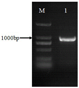 Application of panax japonicus transcription factor gene PjERF1