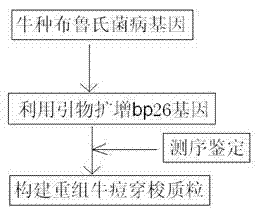 A kind of recombinant vaccinia virus vaccine for treating bovine brucellosis and preparation method thereof