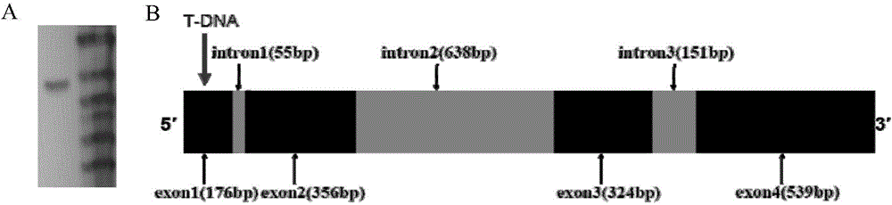 Applications of verticillium dahlia pathogenicity related gene VdPR1 as anti-verticillium dahlia target gene