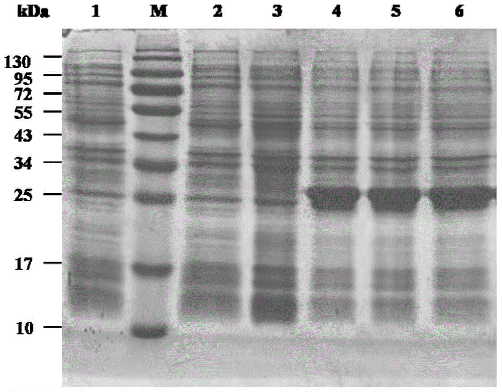 Lipase mutant derived from Talaromyces thermophilic and its application