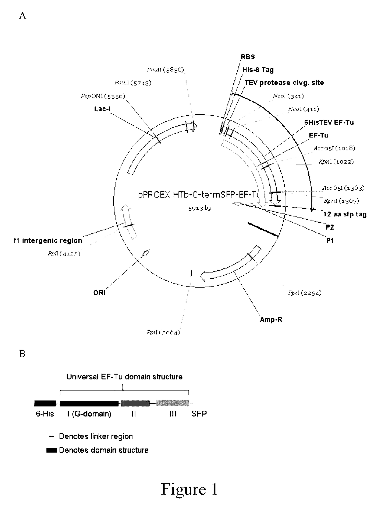 Signal amplification methods for the imaging of protein synthesis and neurotransmitter transport