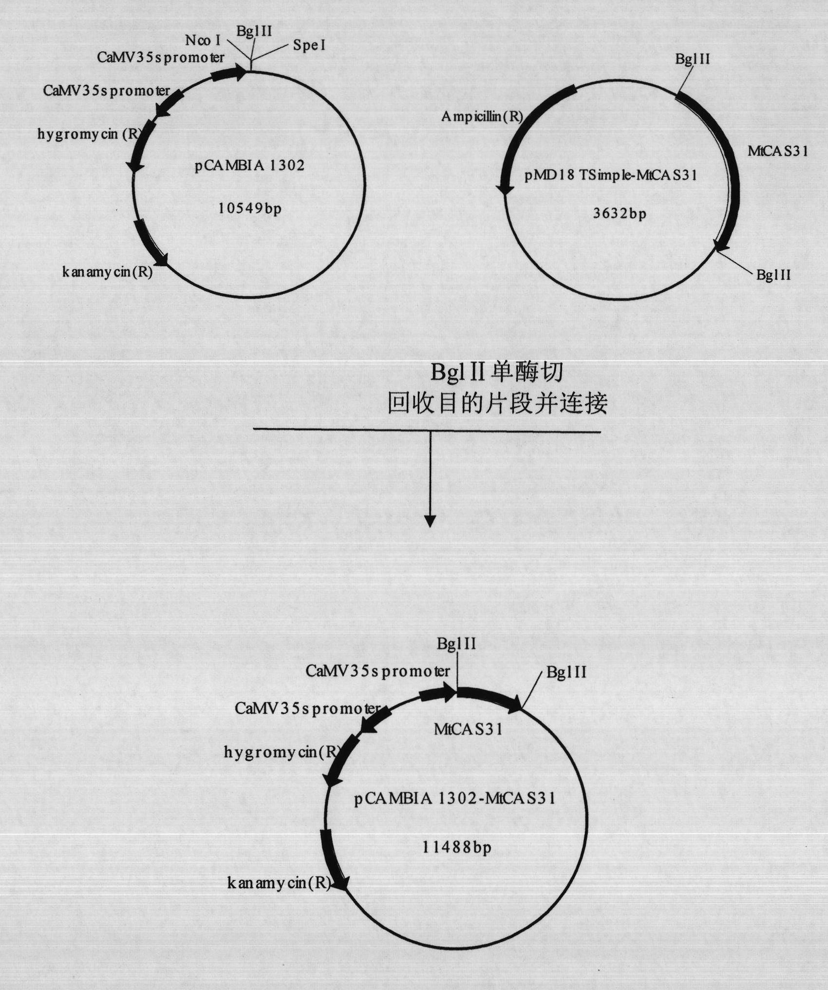 Plant stress tolerance associated protein, and coded genes and application thereof