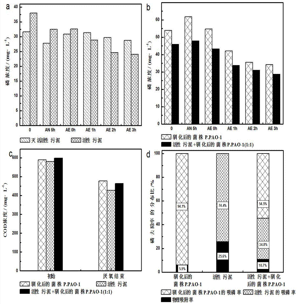 Pseudomonas putida P.PAO-1 with dephosphorization function as well as acclimatization and culture method