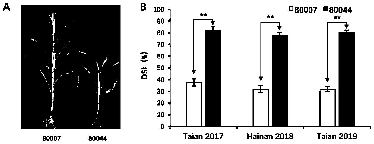 Linkage molecular markers of maize rough dwarf disease resistance main-effect QTL and application of linkage molecular markers