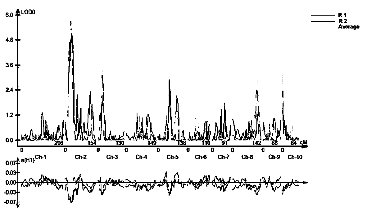 Linkage molecular markers of maize rough dwarf disease resistance main-effect QTL and application of linkage molecular markers