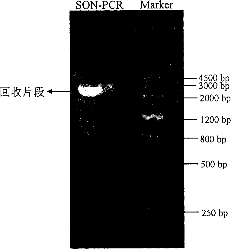 Starch synthase gene promoter with seed-specific expression and application thereof