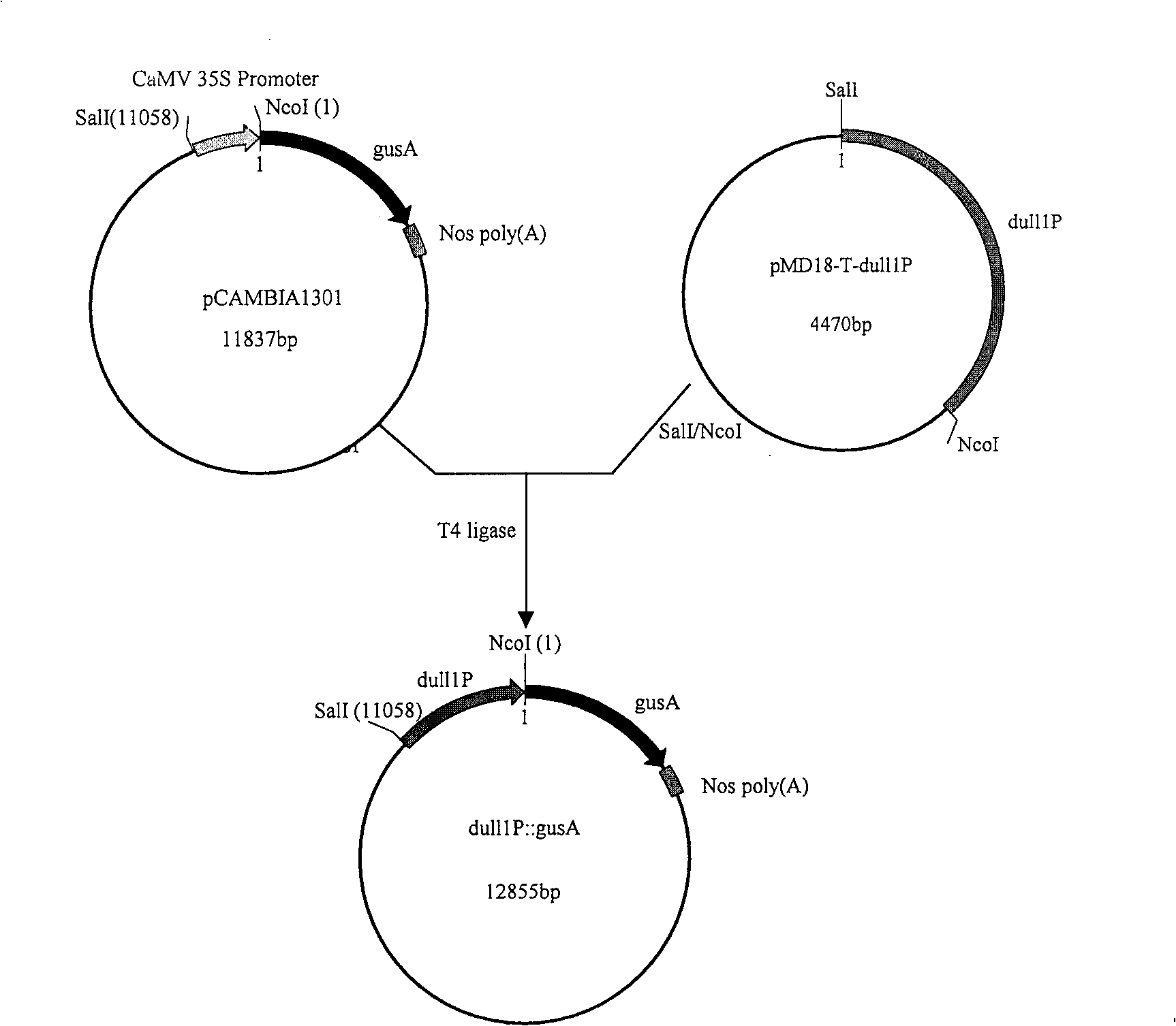 Starch synthase gene promoter with seed-specific expression and application thereof