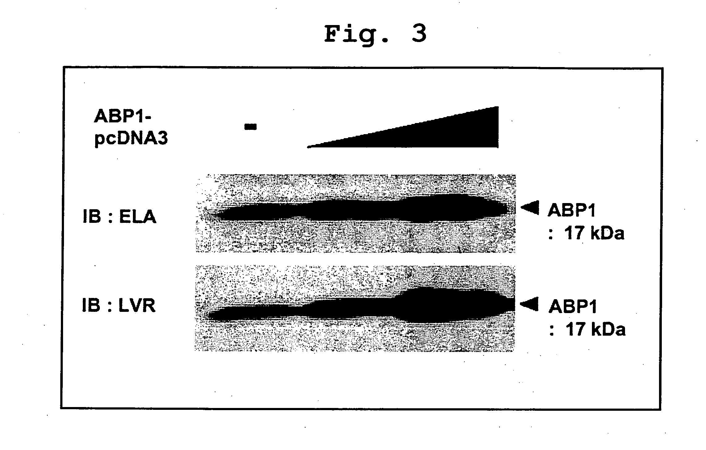 Apoptosis-associated protein and use thereof