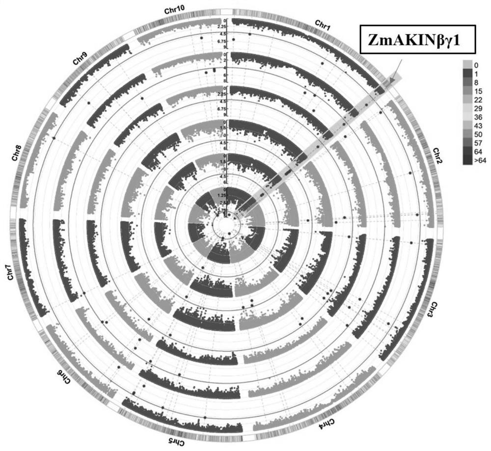 Application of Maize zmakinβγ1 Gene in Breeding Maize Tolerant to Lead Stress