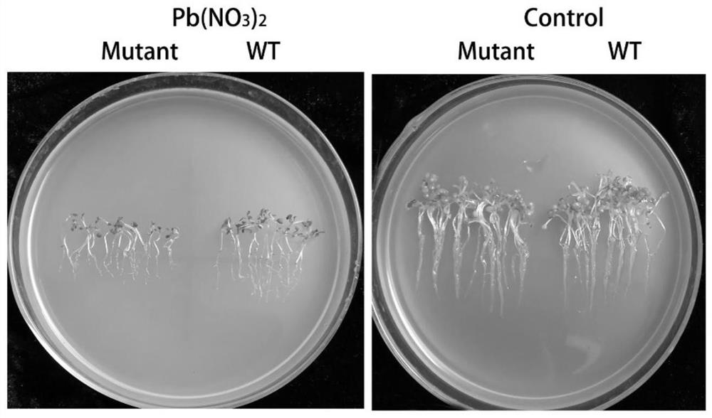 Application of Maize zmakinβγ1 Gene in Breeding Maize Tolerant to Lead Stress