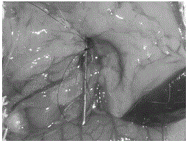 Establishing method for rat central type superior mesenteric vein thrombosis model