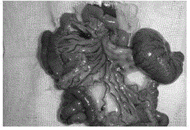 Establishing method for rat central type superior mesenteric vein thrombosis model