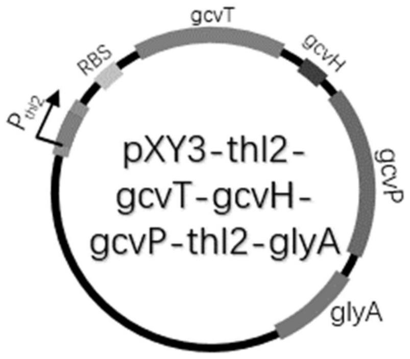 Reconstructed butyric acid bacillus methylophilus for synergistically assimilating methanol by utilizing WLP (White Like Prescription) pathway and reducing glycine pathway and application of reconstructed butyric acid bacillus methylophilus