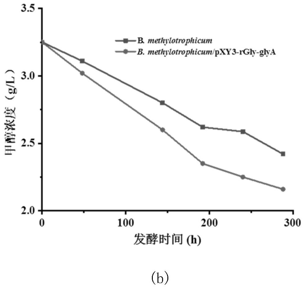 Reconstructed butyric acid bacillus methylophilus for synergistically assimilating methanol by utilizing WLP (White Like Prescription) pathway and reducing glycine pathway and application of reconstructed butyric acid bacillus methylophilus