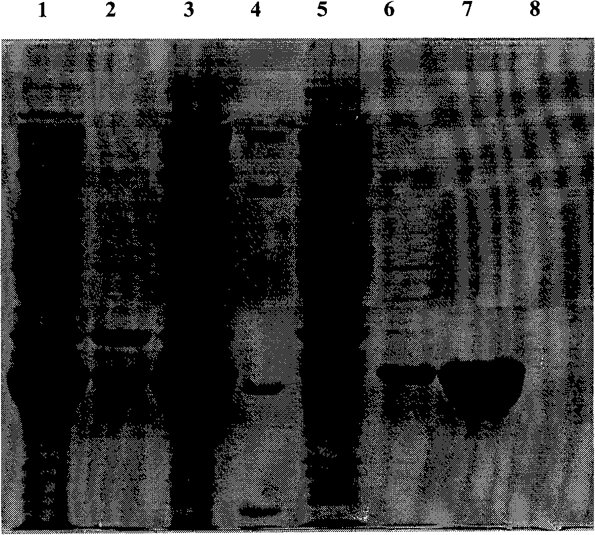 Artificial recombinant penton protein A, construction method and use thereof