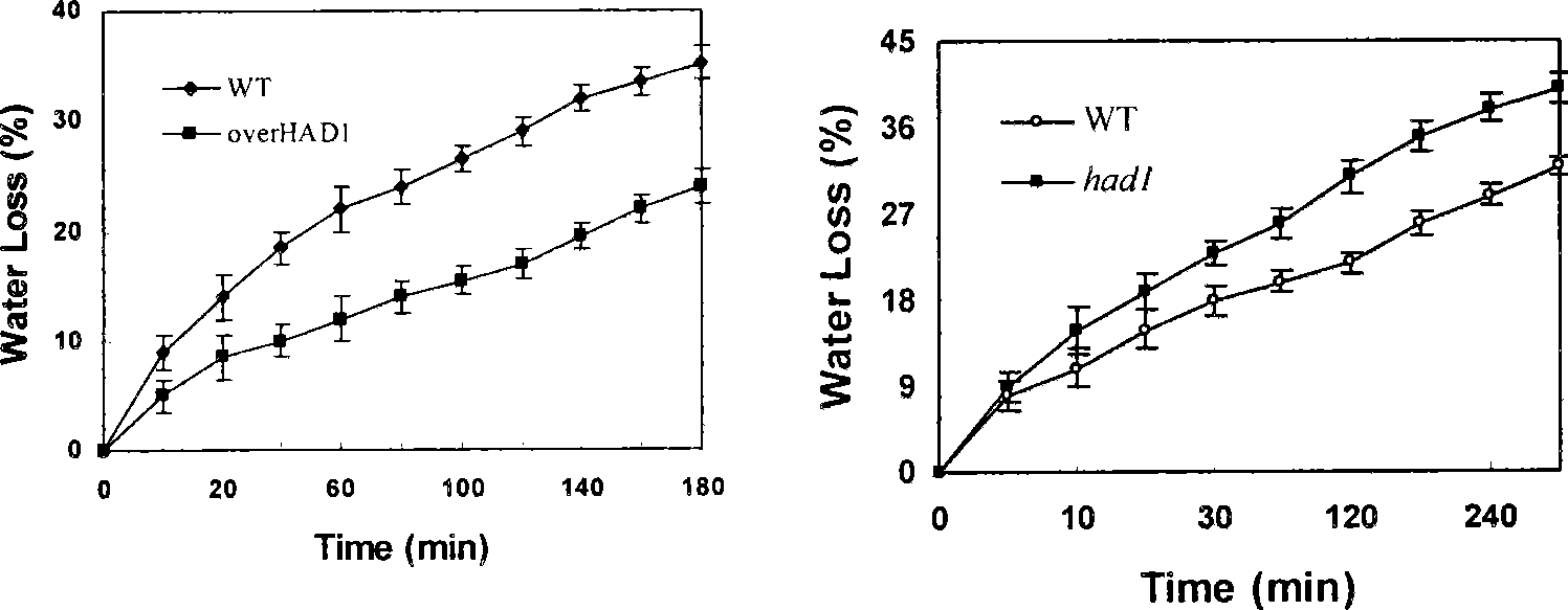 Application of arabidopsis glutathione peroxidase gene HAD1 in anti-drought aspect for plant