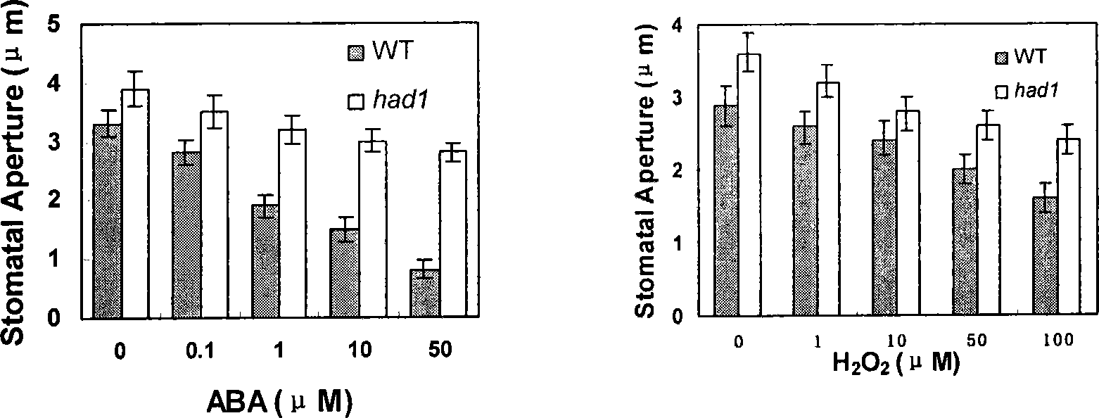 Application of arabidopsis glutathione peroxidase gene HAD1 in anti-drought aspect for plant