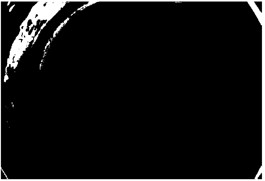 Pteridophyte green spheroid &lt;60&gt;Cor ray irradiation mutagenesis method