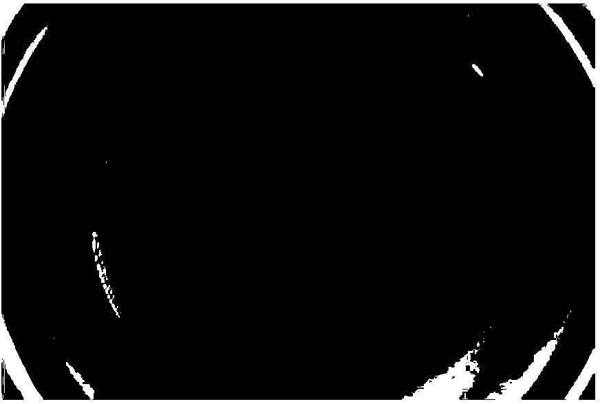 Pteridophyte green spheroid &lt;60&gt;Cor ray irradiation mutagenesis method