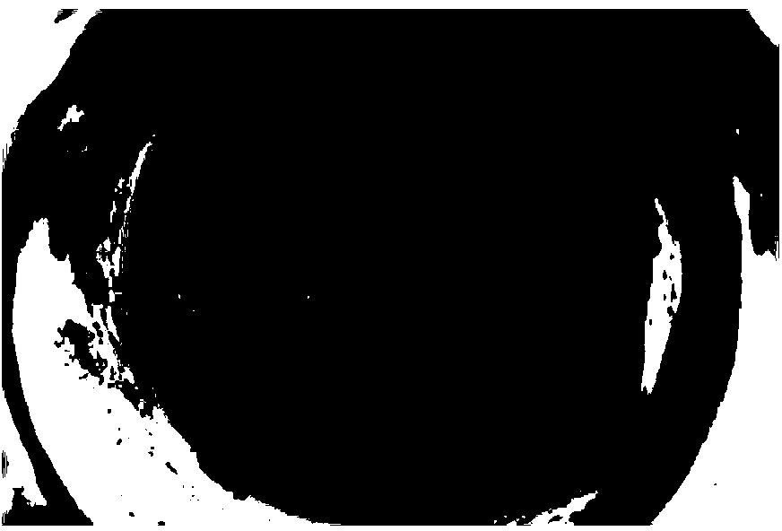 Pteridophyte green spheroid &lt;60&gt;Cor ray irradiation mutagenesis method