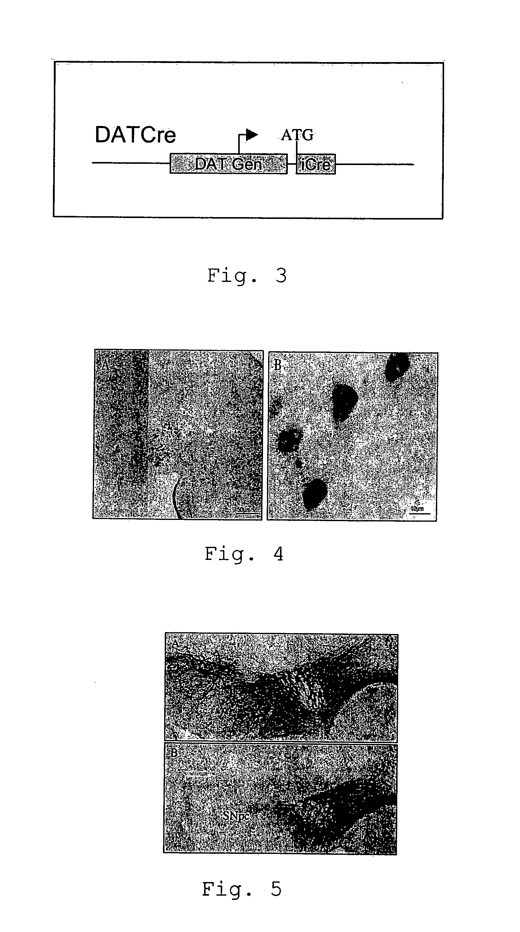 Animal Model Based on Targeted Apoptosis for the Study of Genetic Diseases Such as Parkinson's Disease