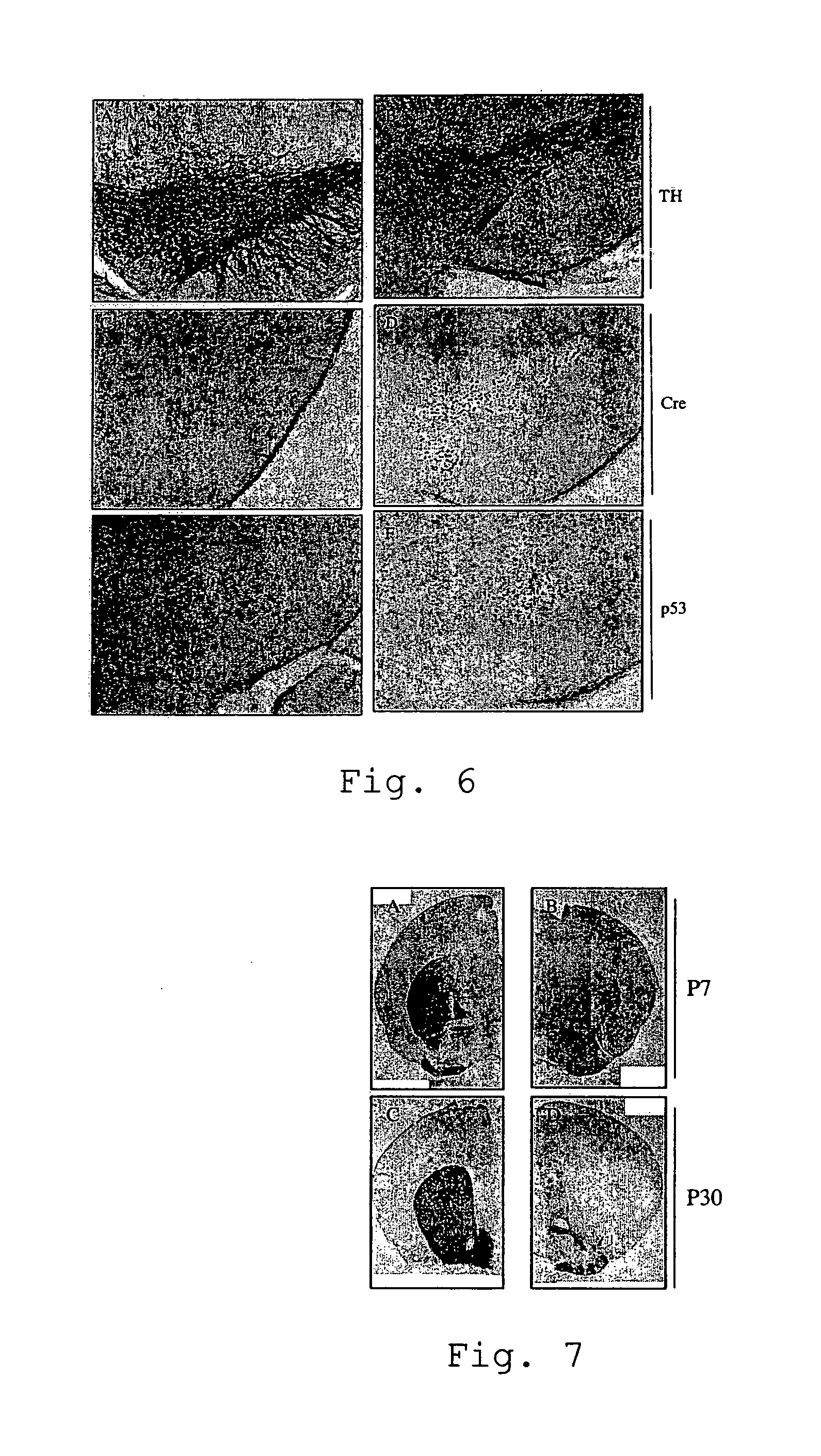 Animal Model Based on Targeted Apoptosis for the Study of Genetic Diseases Such as Parkinson's Disease