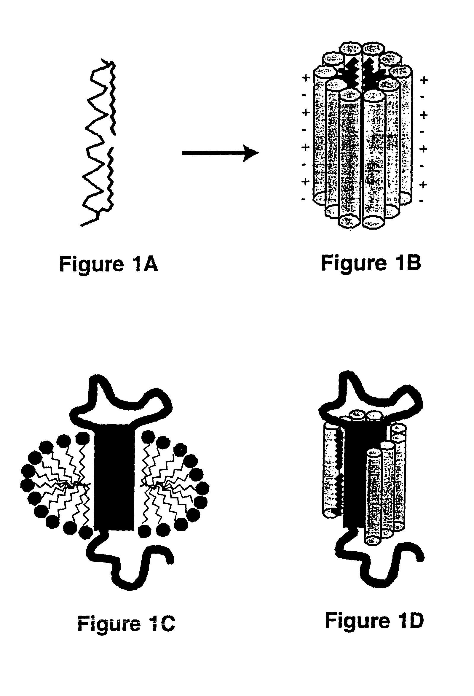 Peptide conjugates for the stabilization of membrane proteins and interactions with biological membranes