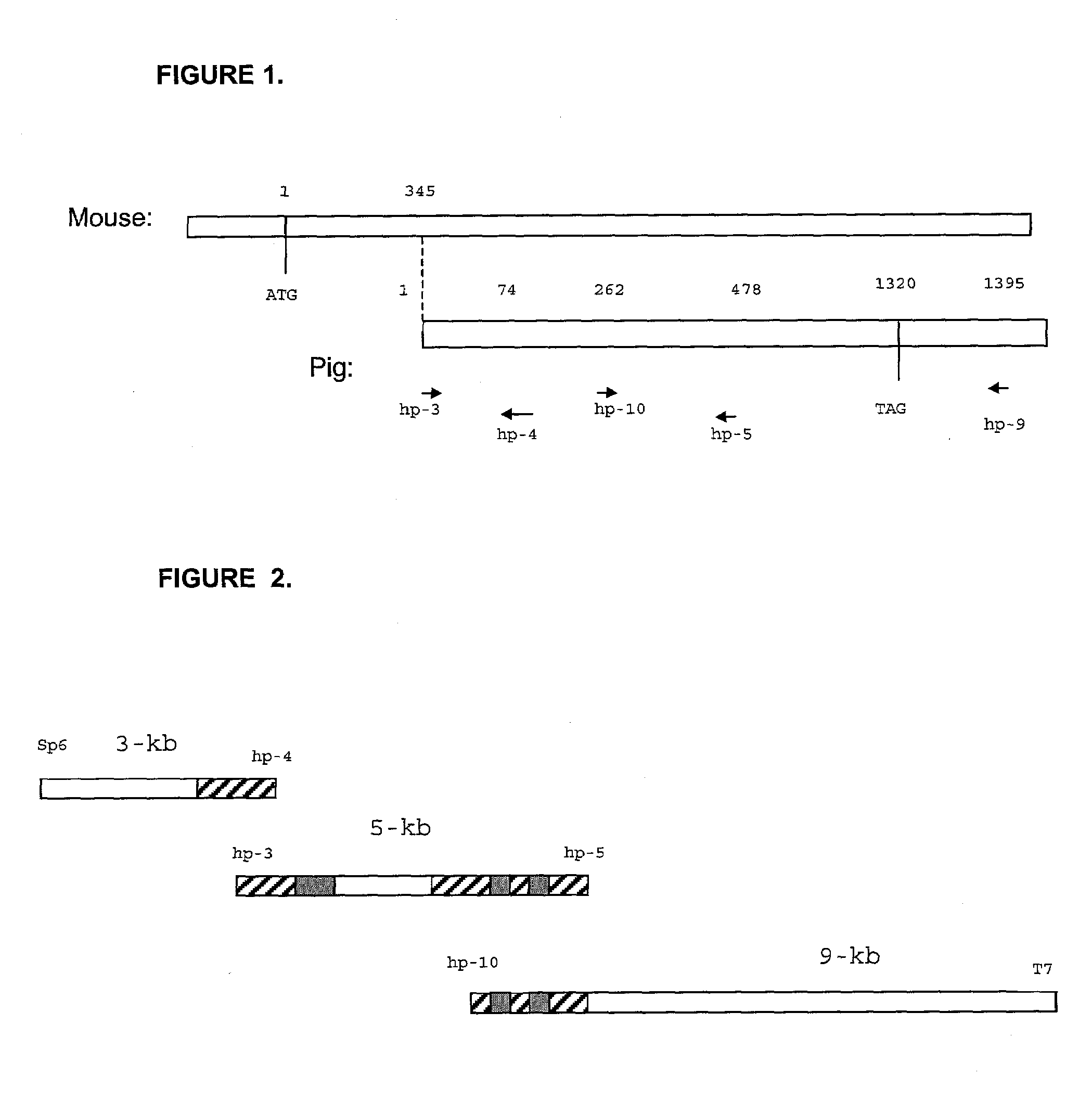 Modified organs and cells for xenotransplantation