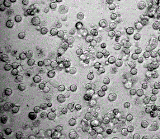 Method for extracting and cultivating primary cyprinidae hepatocytes