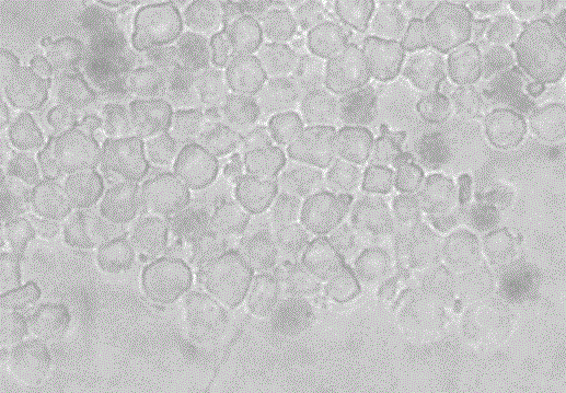 Method for extracting and cultivating primary cyprinidae hepatocytes