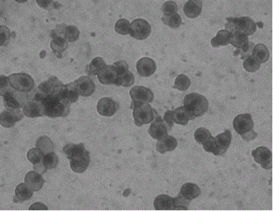 Method for extracting and cultivating primary cyprinidae hepatocytes