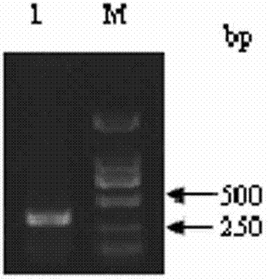 Tembusu virus nano PCR (Polymerase Chain Reaction) detection kit and detection method thereof