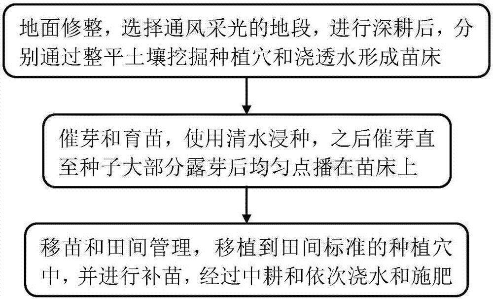 Planting method for salviae miltiorrhizae