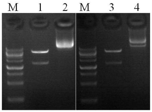 A chimeric antigen receptor for high-efficiency directed amplification in vitro and its application