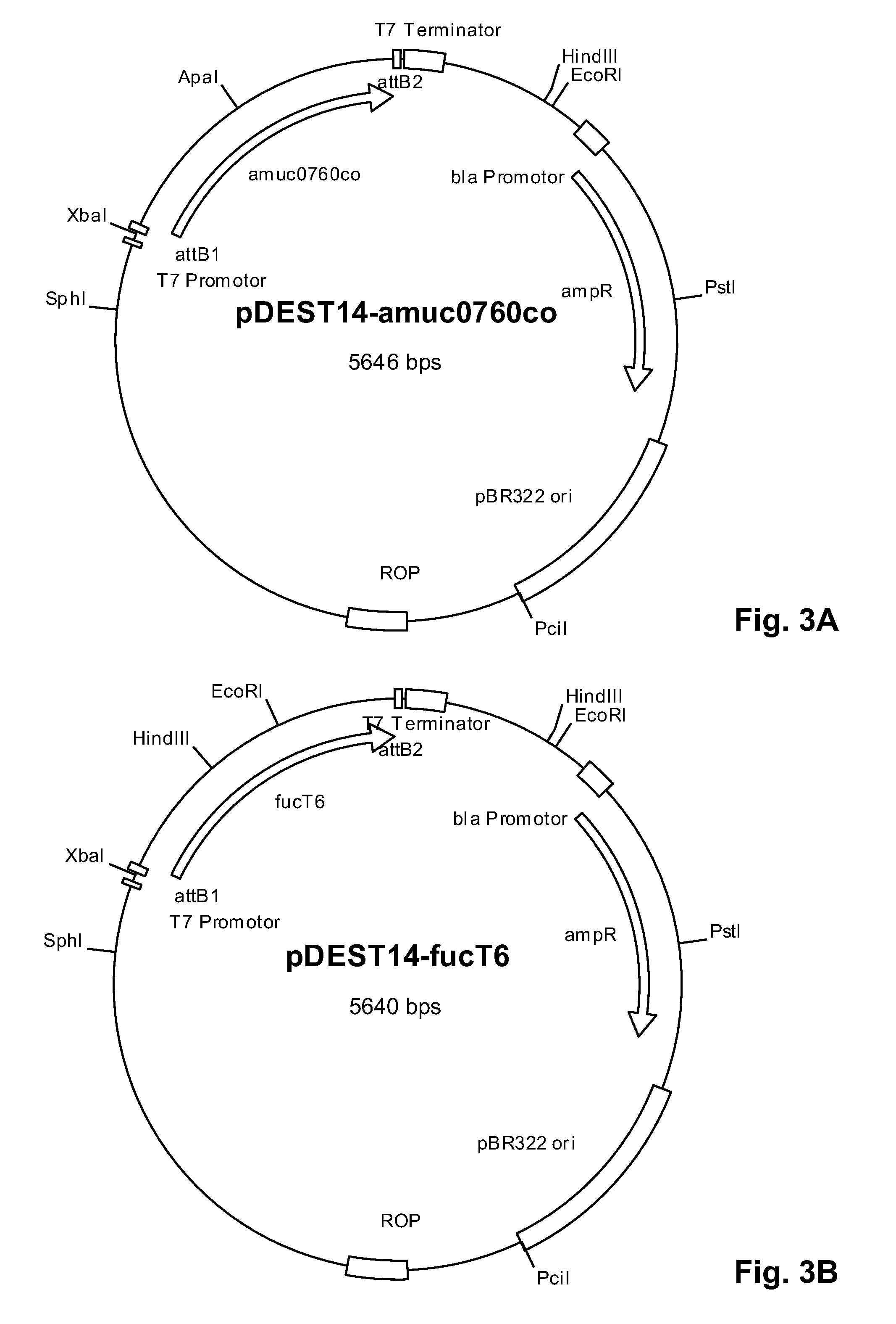 Novel fucosyltransferases and their applications