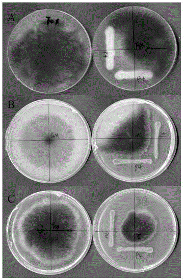 Antagonistic bacteria of radix pseudostellariae root rot and application thereof