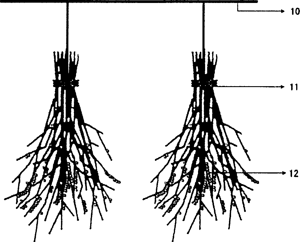 Method for swimming type shellfish hatching and larva cultivation