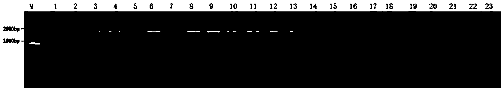 Human papilloma virus L1L2 capsid protein interaction site and applications thereof