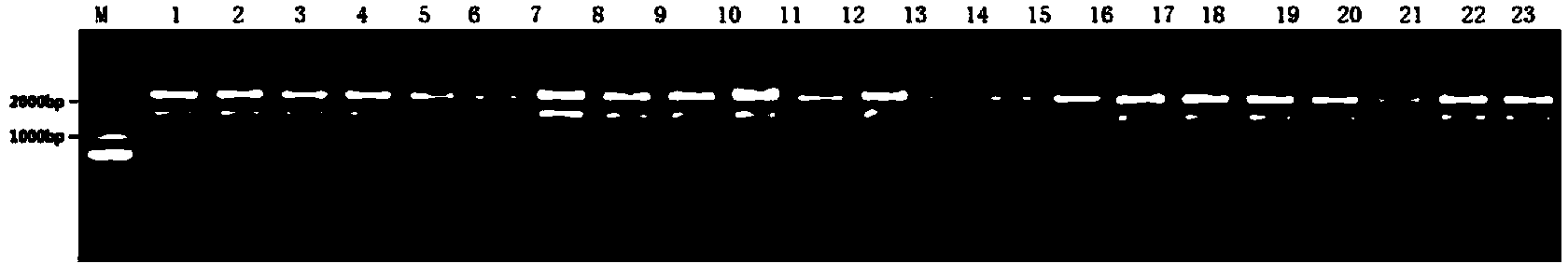 Human papilloma virus L1L2 capsid protein interaction site and applications thereof