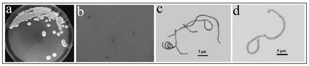 Streptomyces with dual functions of disease prevention and insecticide, application thereof, cultivation method, and biocontrol agent