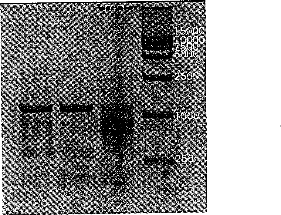 High-yield recombinant influenza B virus strain and its application